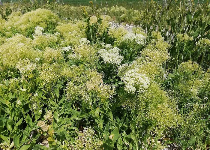 Dom wakacyjny 4 Person In Aeroskobing-by Traum *